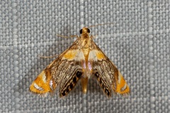 Nymphicula torresalis