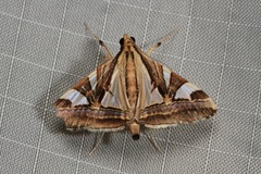 Agrioglypta itysalis