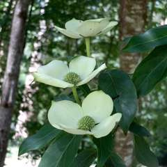 Cornus capitata