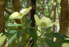 Cornus capitata