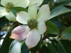Cornus capitata