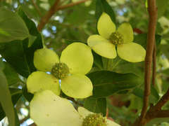 Cornus capitata