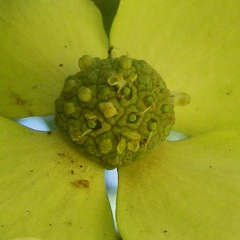 Cornus capitata