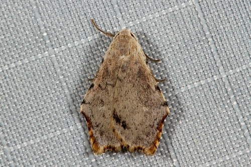 Macaduma toxophora Turner, 1899