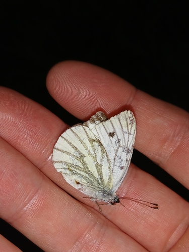 Green-veined White