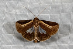 Lophoptera vittigera