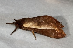 Oxycanus buluwandji