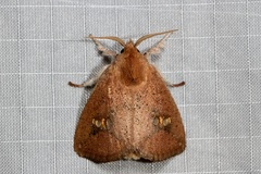 Squamosa barymorpha