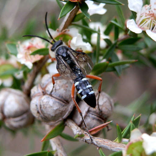 Blue Ant