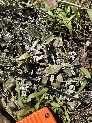 Antennaria plantaginifolia, 2026-10-01