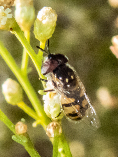Copestylum marginatum