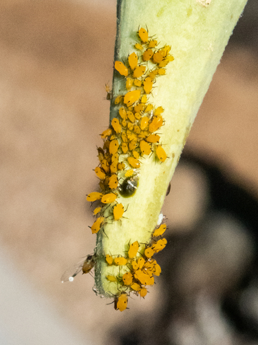 Oleander Aphid