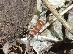 Pseudomethoca frigida