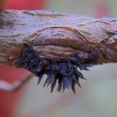 Septobasidium clelandii