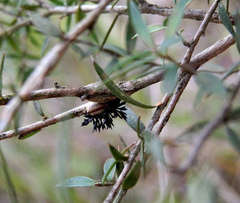 Septobasidium clelandii