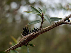 Septobasidium clelandii