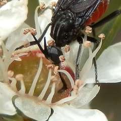 Brachystomatidae