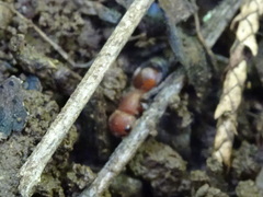 Pseudomethoca frigida