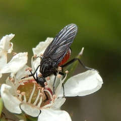 Brachystomatidae