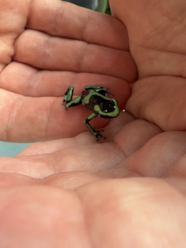 Dendrobates auratus observed 2026-10-01