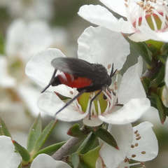 Brachystomatidae