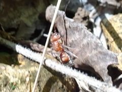 Pseudomethoca frigida