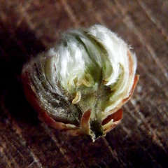 Dasineura tomentosa