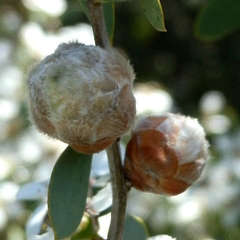 Dasineura tomentosa
