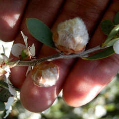 Dasineura tomentosa