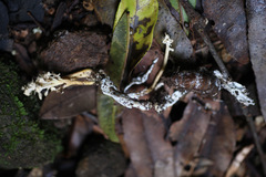 Cordyceps cicadae