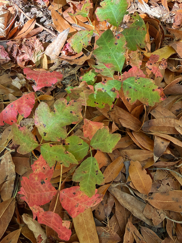 Pacific poison oak