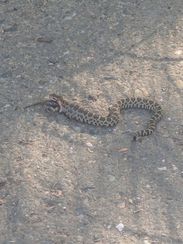 Northern Pacific Rattlesnake