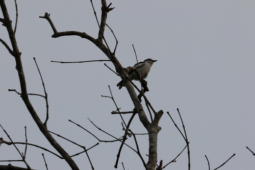 Pied Triller