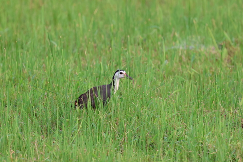 White-breasted Waterhen