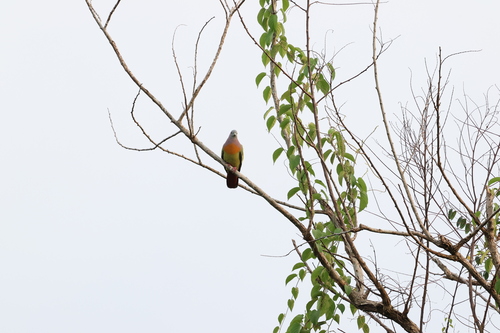 Pink-necked Green-Pigeon