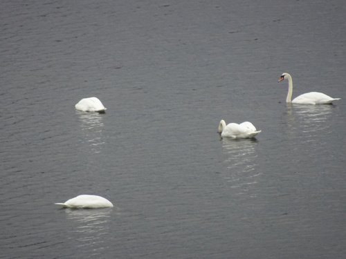 Mute Swan