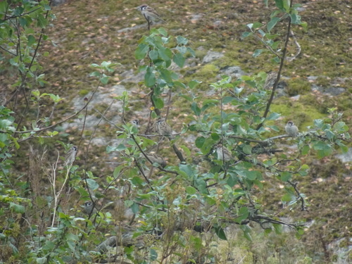 Eurasian Tree Sparrow