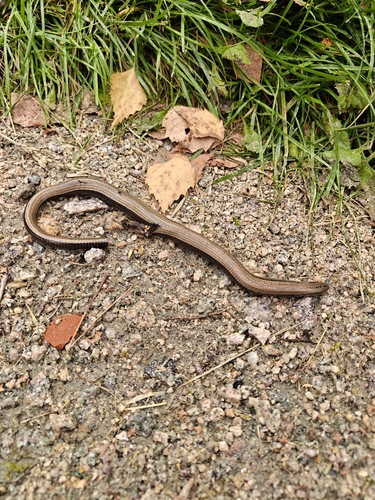 Common Slowworm