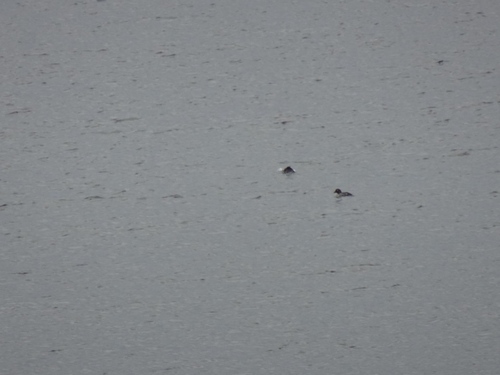 Common Goldeneye