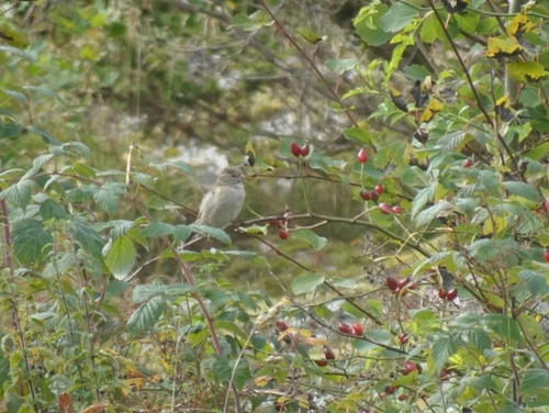 House Sparrow