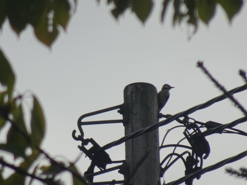 Great Spotted Woodpecker