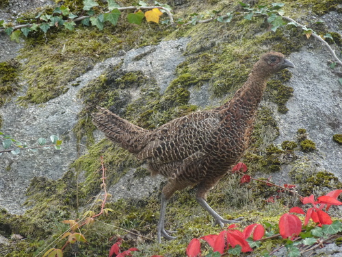 Ring-necked Pheasant