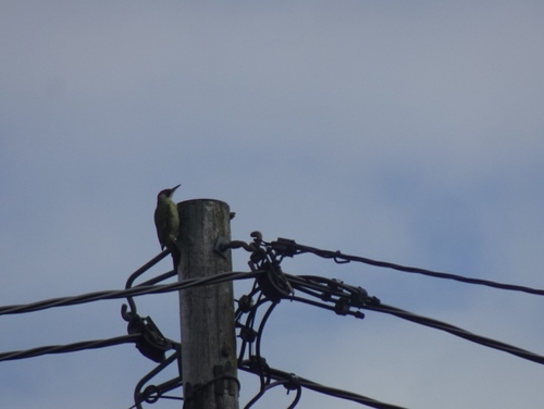 Eurasian Green Woodpecker
