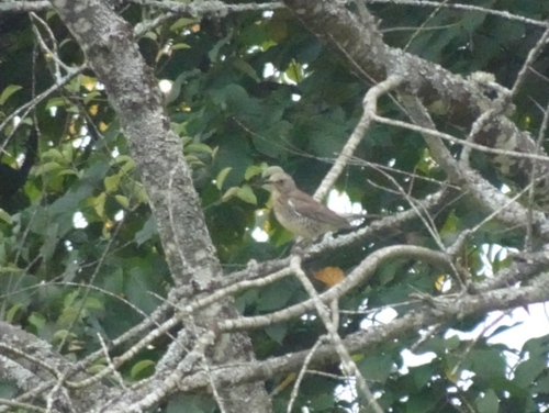 Fieldfare