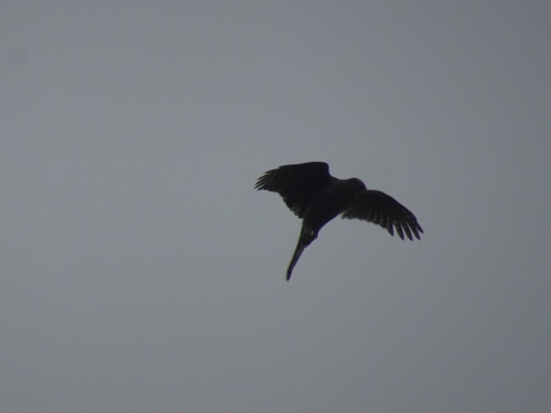 Eurasian Goshawk