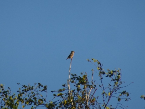 Hawfinch