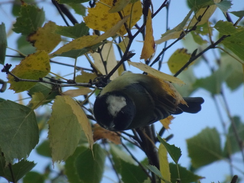 Great Tit
