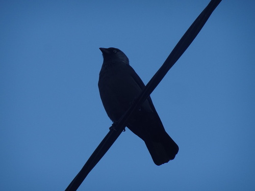 Eurasian Jackdaw