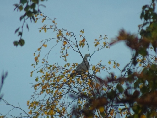 Common Wood-Pigeon
