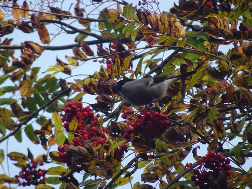 Eurasian Bullfinch